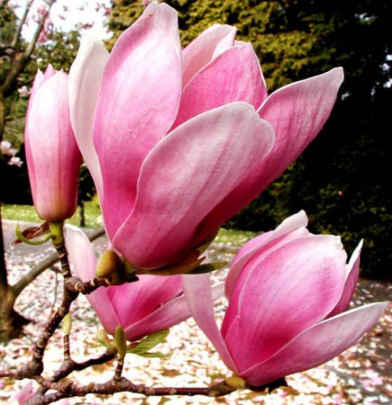 Magnolia soul. 'Alexandrina', šácholan Soulangeův  'Alexandrina', 60-80, bal
