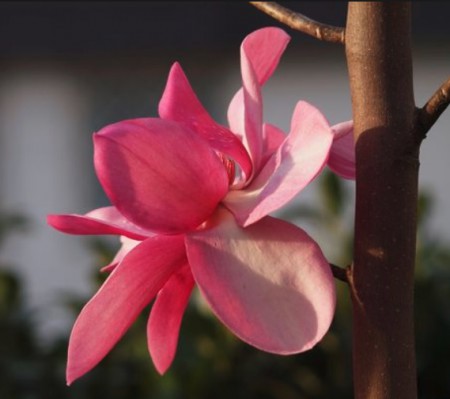 Magnolia 'Aurora' , šácholan, 125-150, k12l