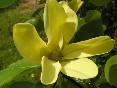 Magnolia 'Daphne', šácholan, 60-80, kont