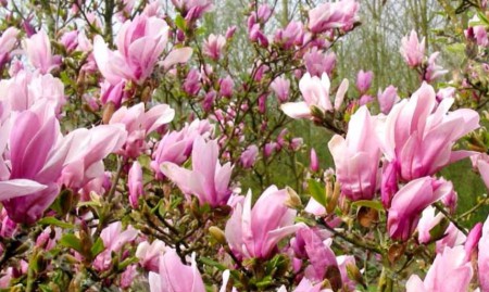Magnolia 'George Henry kern', šácholan, 70-80, k10l
