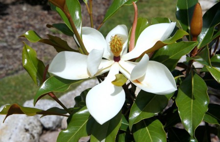 Magnolia grandiflora, šácholan velkokvětý, 250-300, bal/kont