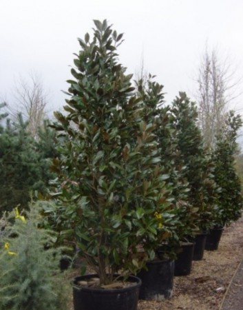 Magnolia grandiflora 'Galissonniere' , šácholan velkokvětý, 200-250, kont50l