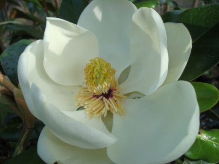 Magnolia grandiflora 'Maryland' , šácholan velkokvětý, 60-80, kont