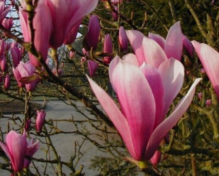 Magnolia 'Heaven Sent', šácholan, 80-100, bal