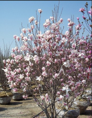 /products/magnolia-jane-sacholan-40-60-k5l/