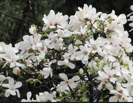 Magnolia kobus, šácholan japonský, 250-300, bal