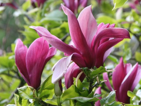 Magnolia liliiflora 'Nigra', šácholan liliokvětý, 150-175, bal