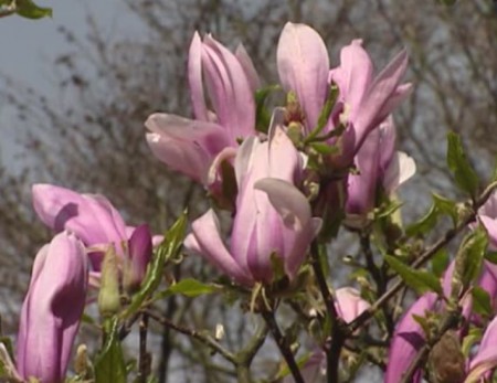 Magnolia 'Ricki', šácholan, 60-80, bal