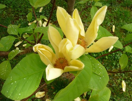 Magnolia brooklynesis 'Yellow Bird', šácholan, 150-175, bal