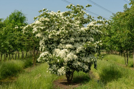 Cornus kousa, dřín japonský, 250-300, bal