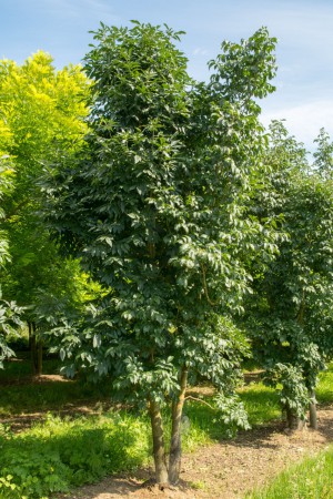 Fraxinus ornus, jasan zimnář, 18-20, bal
