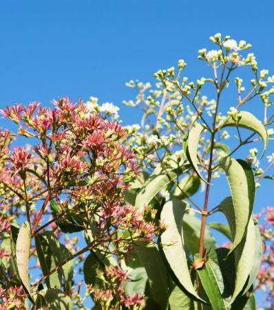 Heptacodium miconioides, Heptakodium jasmínovité, 200-225, K30