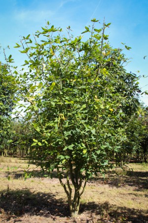 /products/laburnum-wat-vossii-stedrenec-watereruv-vossii-200-250-k35/