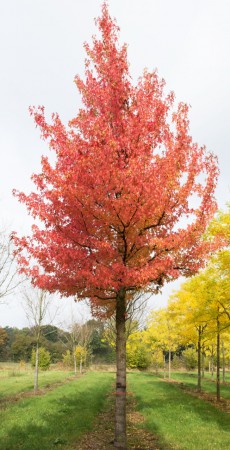 Liquidambar styraciflua 'Worplesdon', ambroň západní  'Worplesdon', 10-12, bal