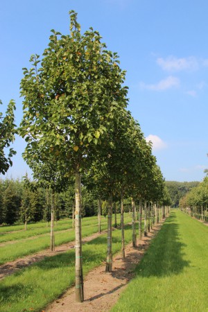 Magnolia 'Galaxy', šácholan 'Galaxy', 10-12, bal