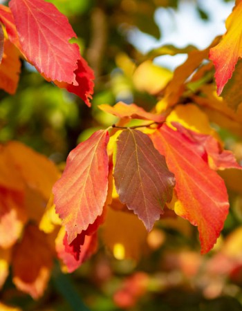 Parrotia persica, parotie perská, 400-450, bal zavětvený