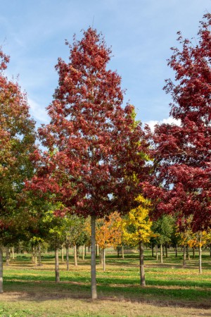 /products/quercus-coccinea-dub-sarlatovy-10-12-bal/