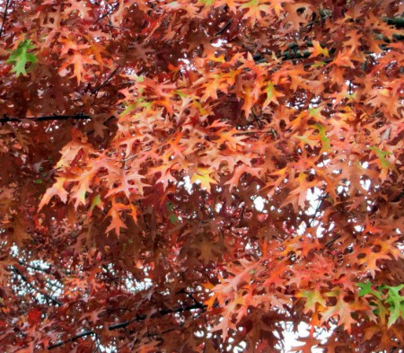 Quercus palustris, dub bahenní, vícekmen, 300-350