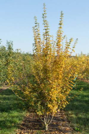 Acer campestre, javor babyka, vícekmen, 350-400